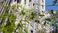 spring blossoms in front of presbyterian hospital building